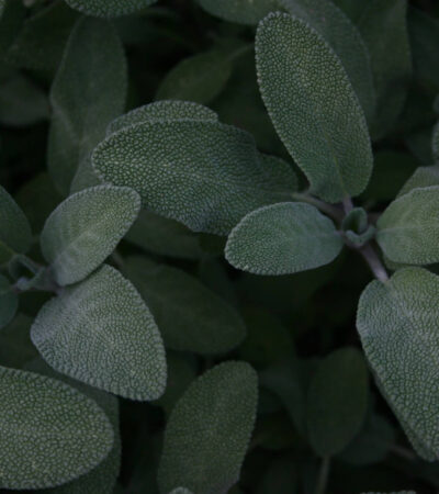 Mit ettek őseink? – A honfoglaló magyarok étrendje